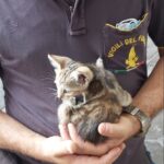 vigili del fuoco latina salvataggio gatta 1